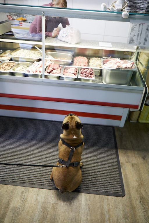 a dog sitting in front of the meat counter at Hundeladen Hamburg