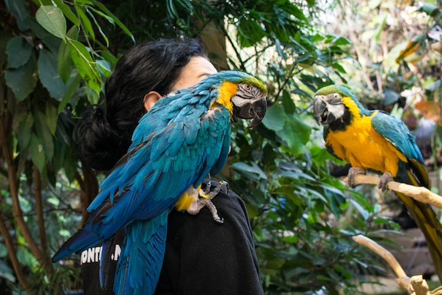 a blue and yellow parrot on the shoulder of a woman 