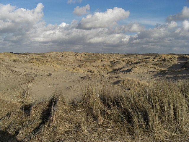 Meijendel dunes nearby The Hague, Netherlands