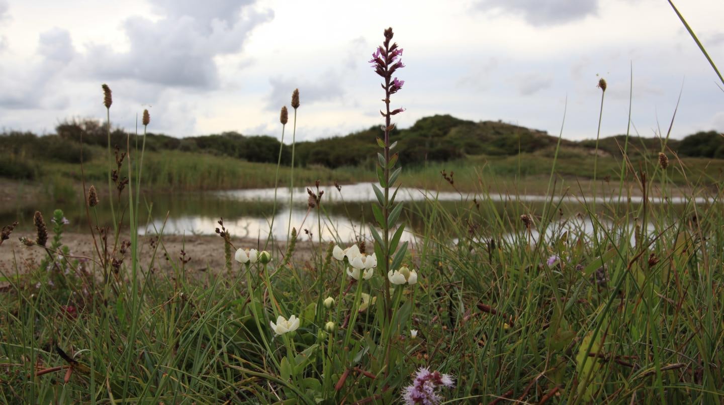 Solleveld Ockenburgh nearby the Hague