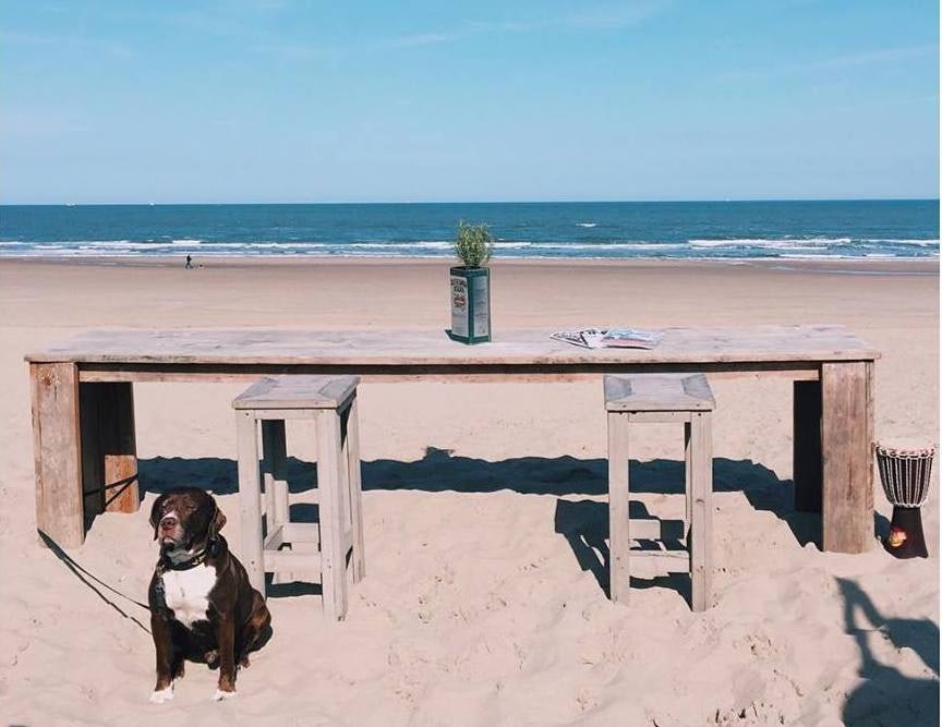 a dog and table on the beach at Strandpaviljoen Zuid