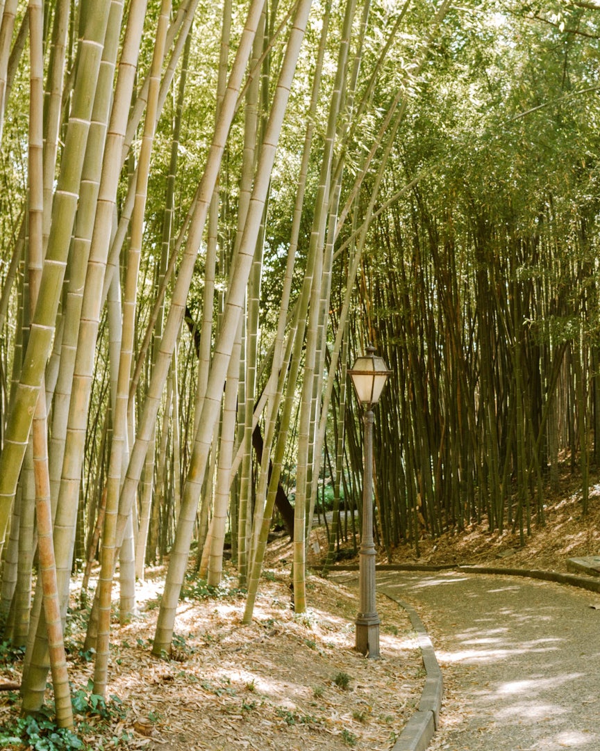 Rome - Botanical Garden bamboo forest