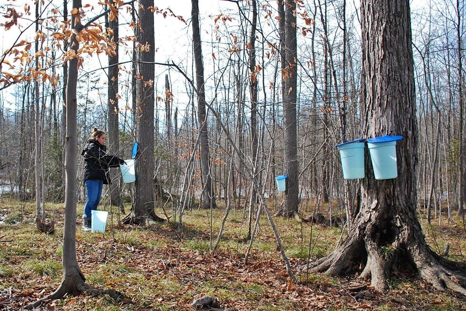 a person collection maple sap at the Mountsberg Conservation Area