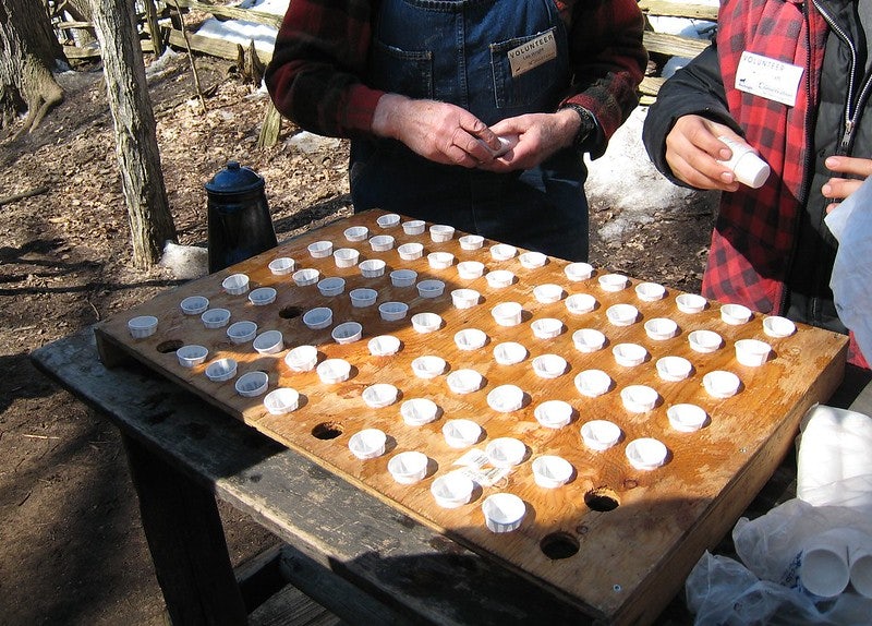 people collecting cups of maple sap at the Kortright Centre