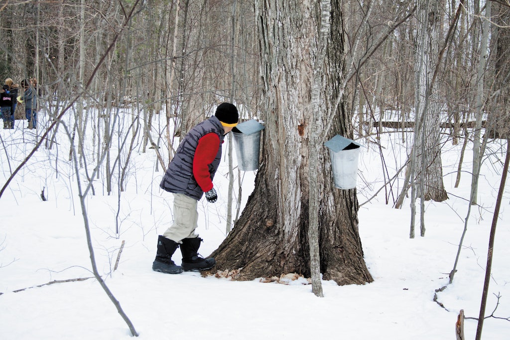 a young boy looking for maple syrup at the Terra Cotta Conversation Area