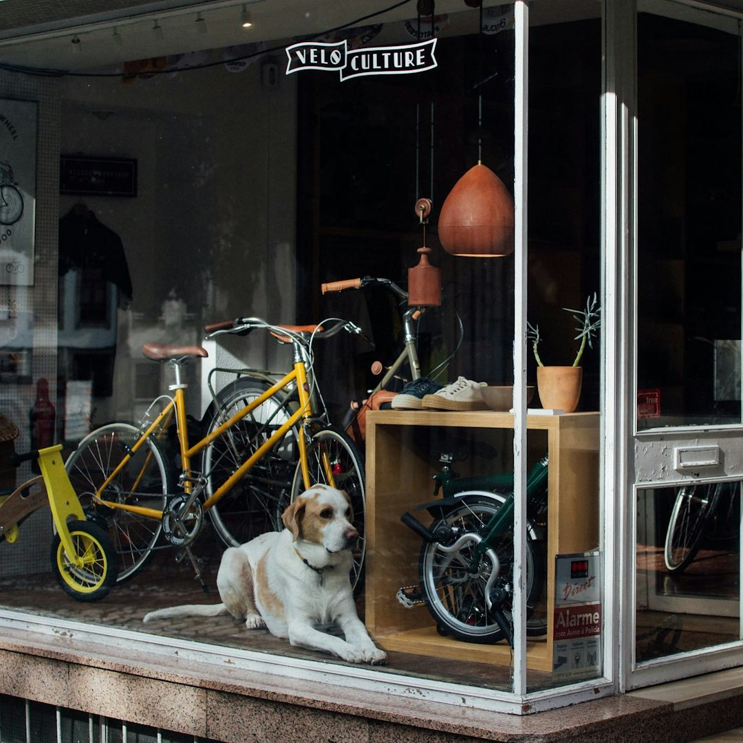 a dog sitting in the window store of Velo Culture Porto