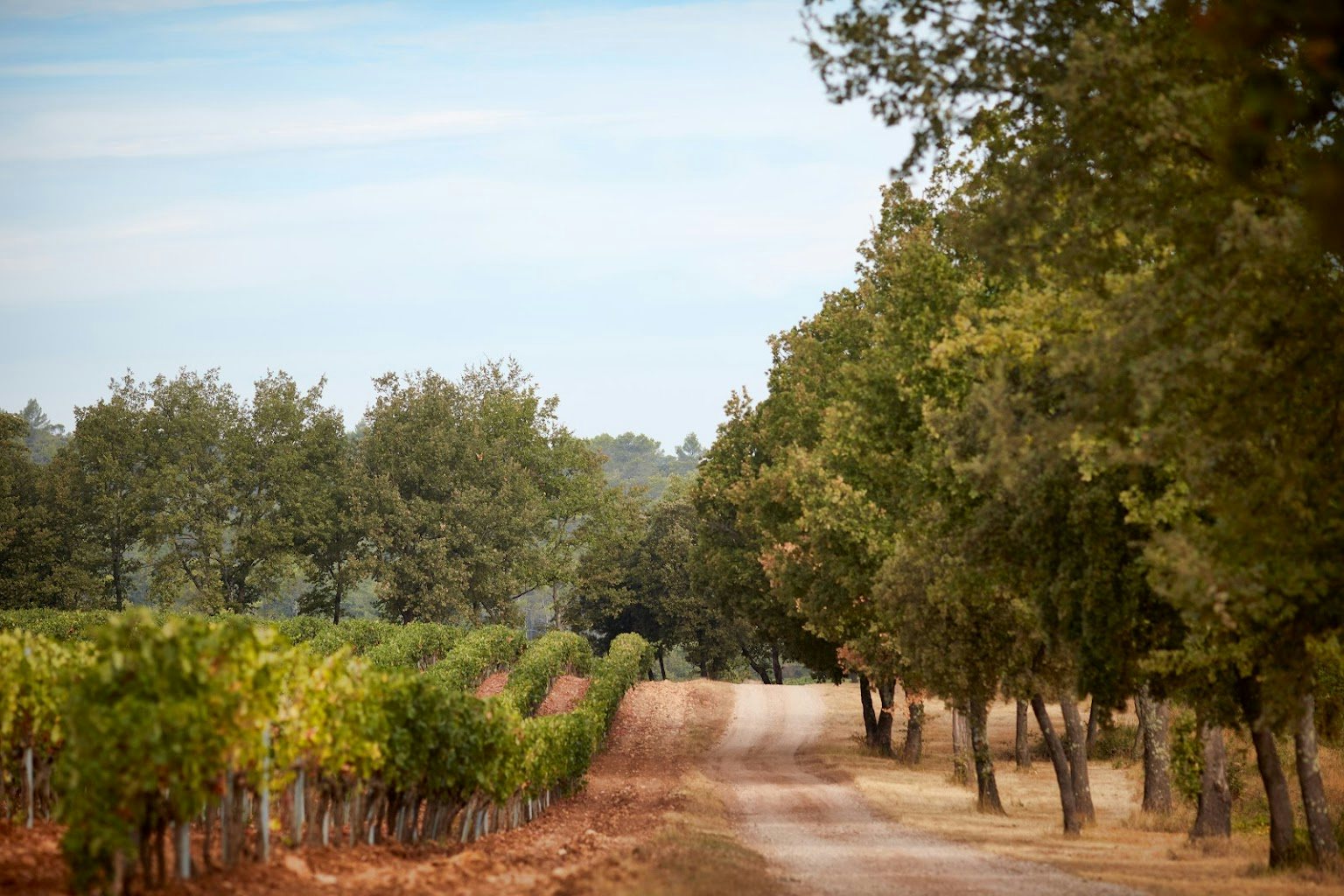 vineyard of Château Miraval in the South of France 