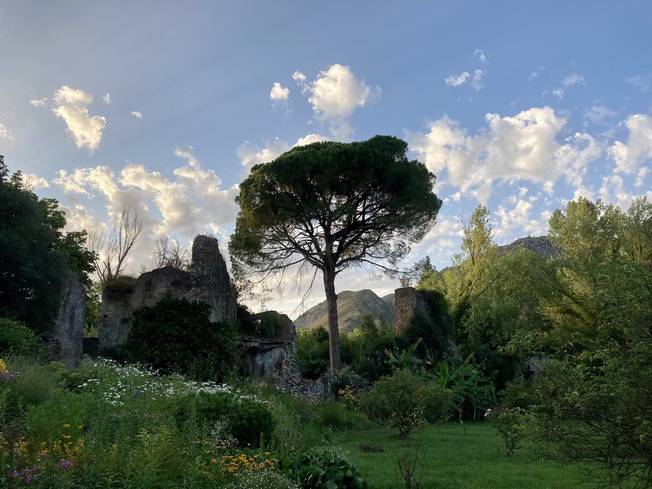 stunning sunlight over the garden of Ninfa in Cisterna di Latina and a big Marine Pine tree