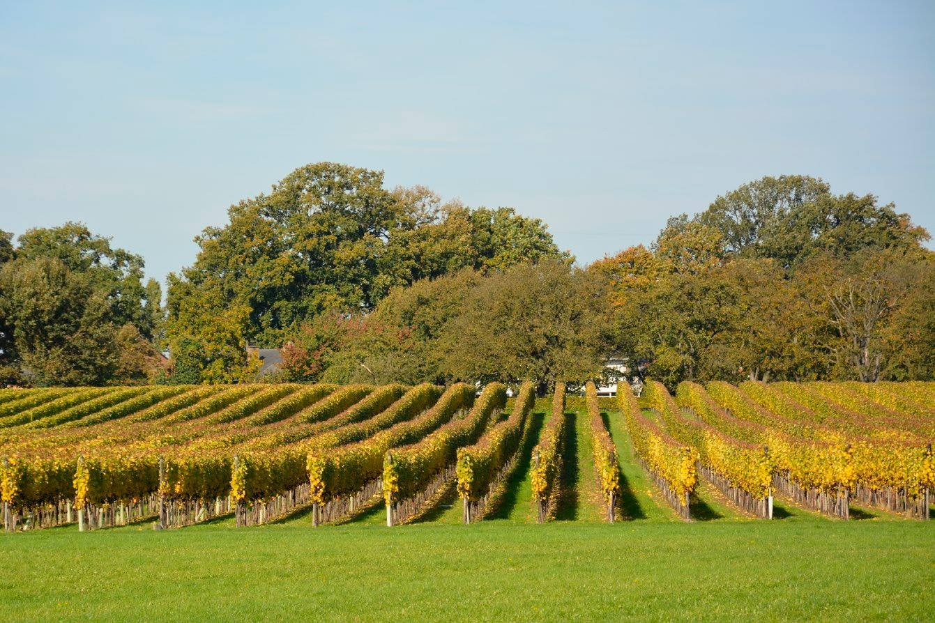 grape vines at vineyard Aldeneyck