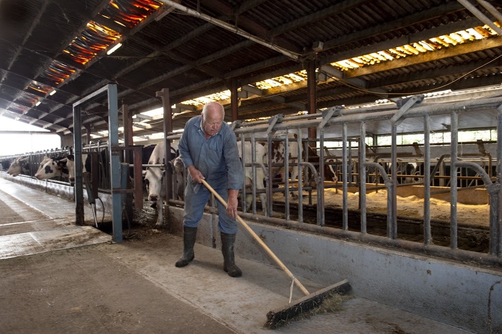 a farmer working inside the cow shed at the Hollebeekhoeve