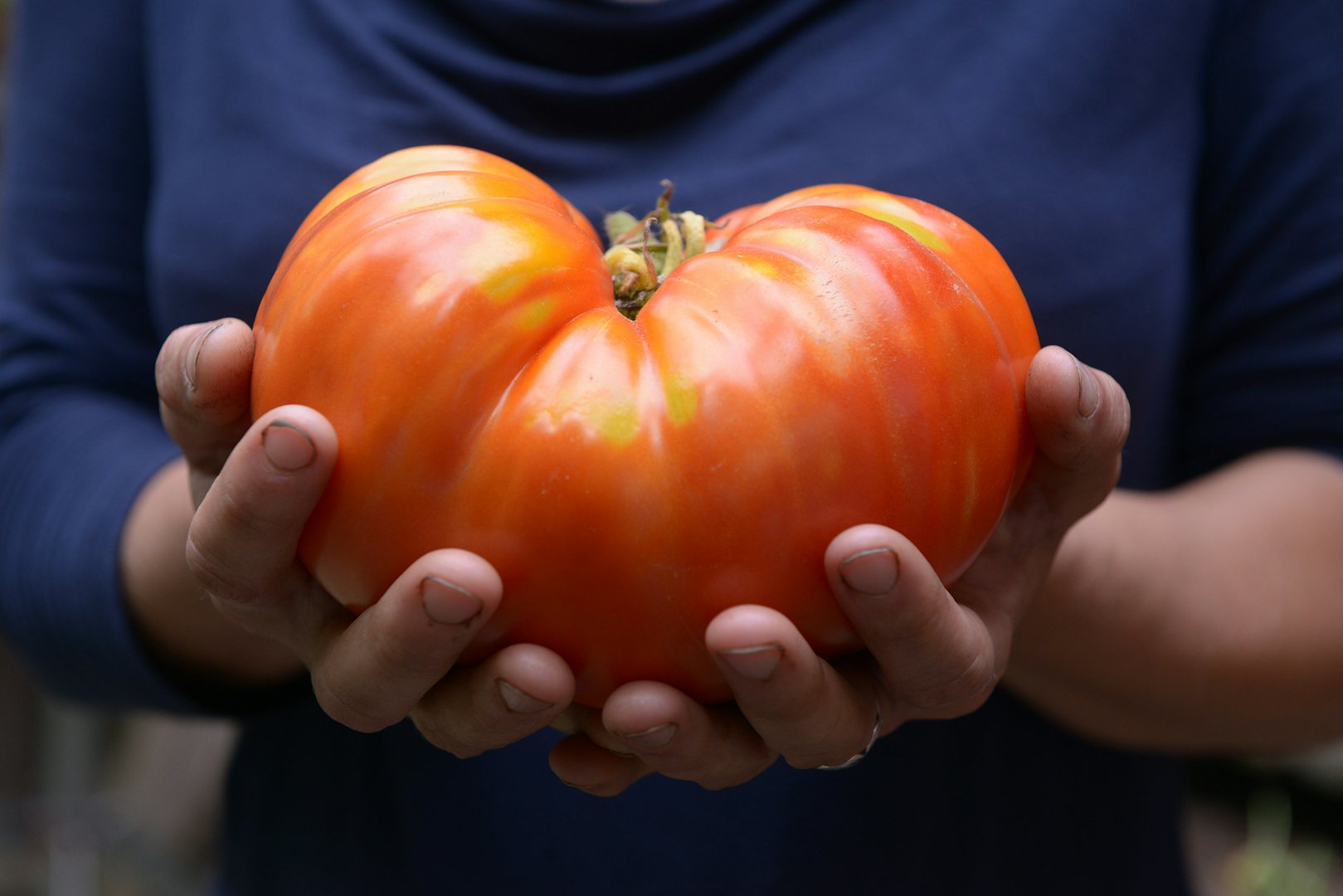 two hands holding a large tomato at Ons Logisch Voedsel farm