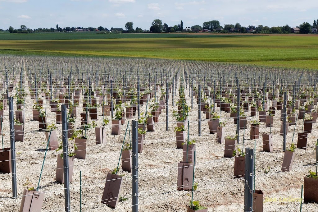 vineyard Vignoble des Agaises