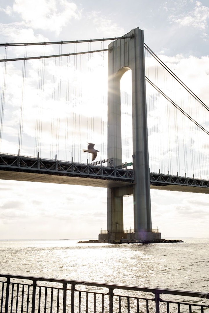 a seagull flying in front of the Verrazzano-Narrows Bridge