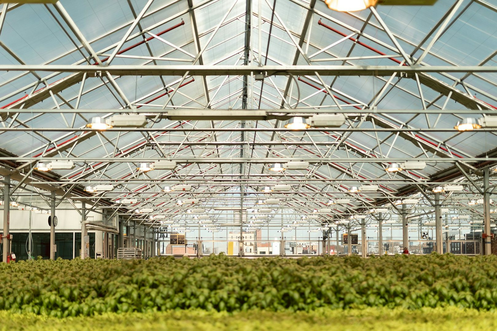 interior of a greenhouse of Gotham Greens in Brooklyn