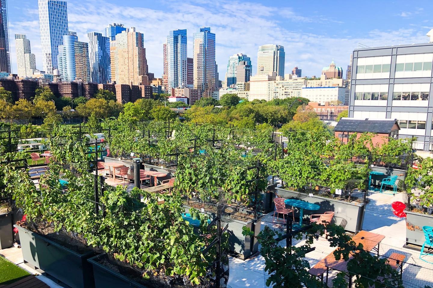 a rooftop vineyard in Brooklyn 