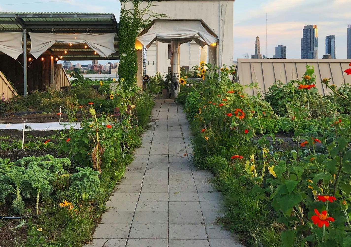 rooftop farm at Brooklyn Grange