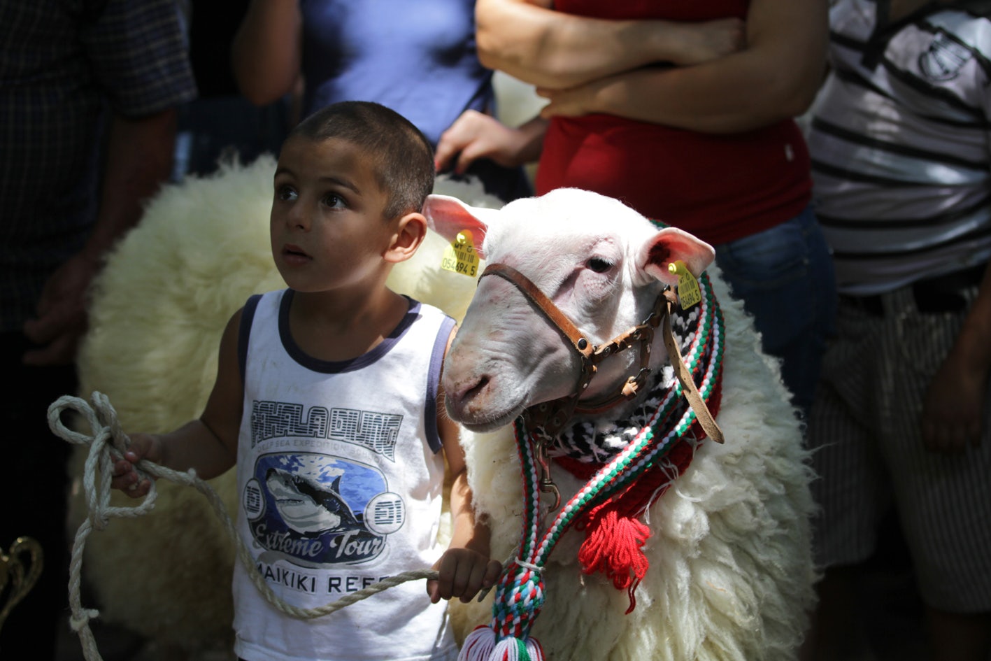 a boy holding a sheep at the Mnarja Folk Festival