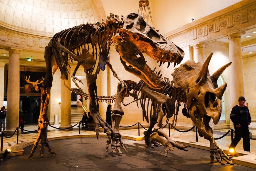 dinosaur skeletons inside the American Museum of Natural History