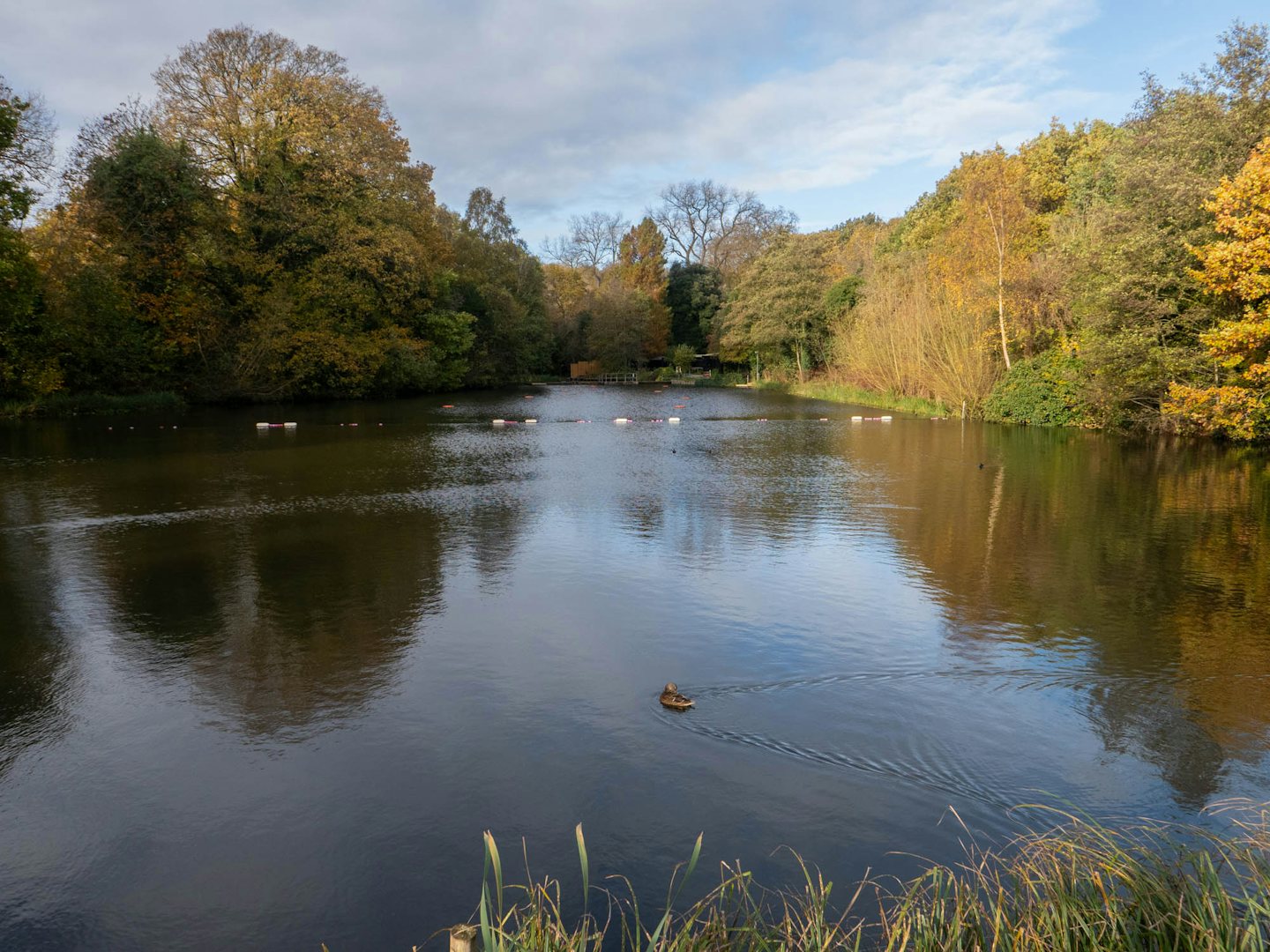 Hampstead Heath Mixed Pond