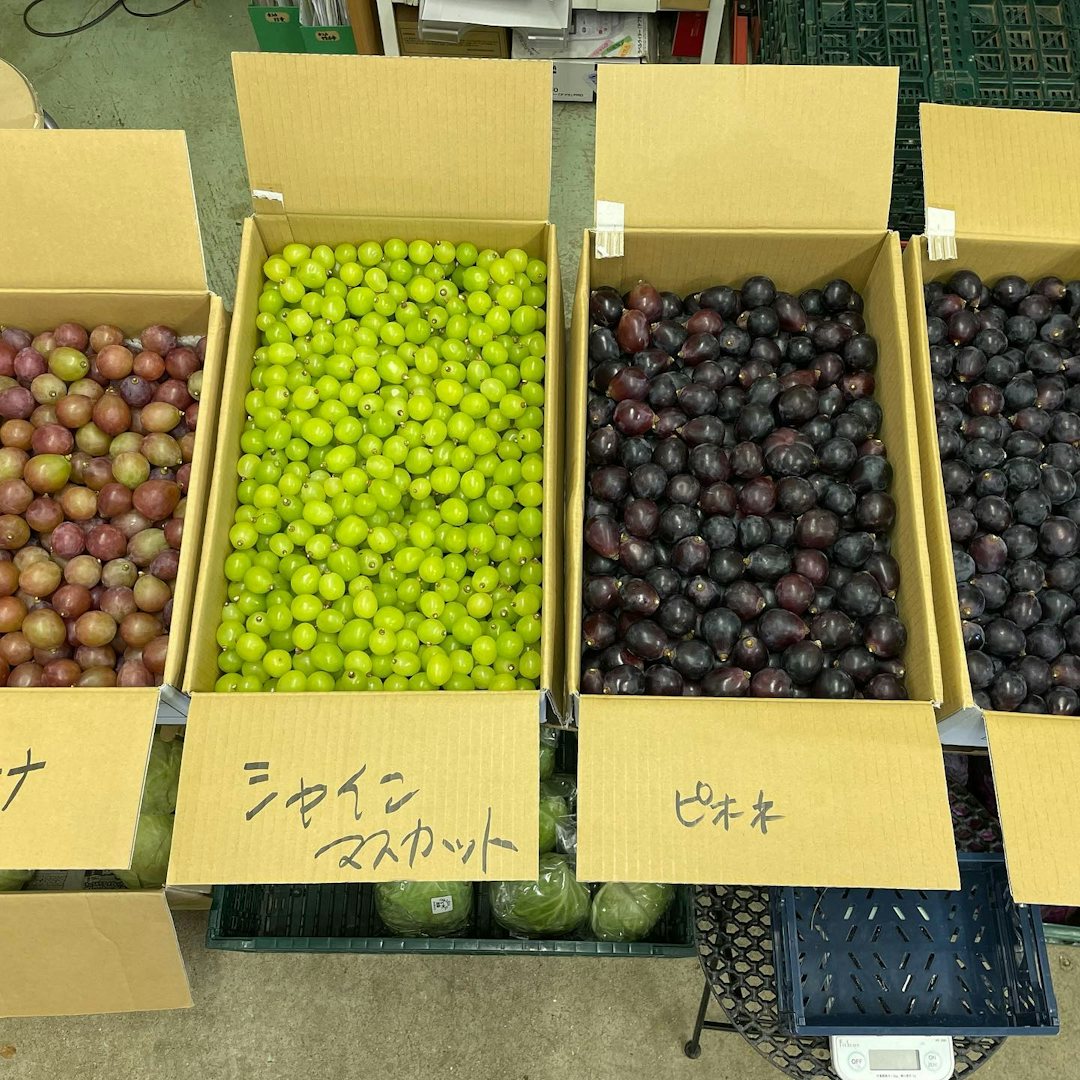 Boxes of plums from Bugrass farmers