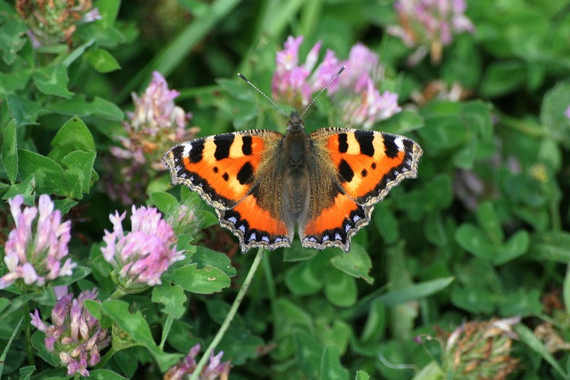 butterfly