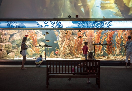people admiring the fish in the Chicago Shedd Aquarium