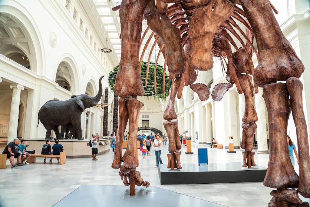 T-rex skeleton at the Field Museum Chicago