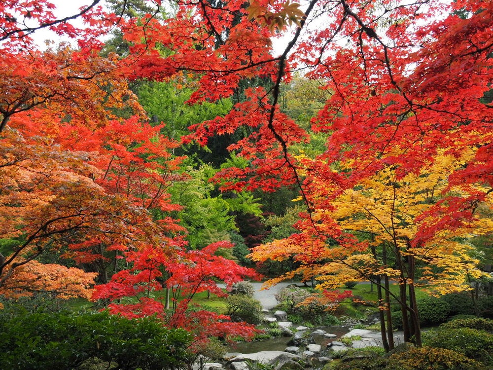 Seattle Japanese Garden in autumn colors