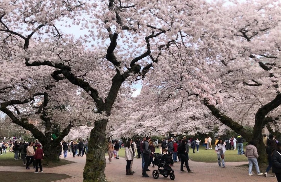 5 gardens for springtime blooms in Seattle | The 500 Hidden Secrets