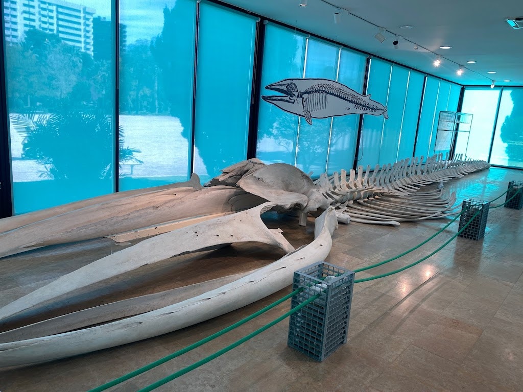 a whale skeleton at the Museo de Ciencias Naturales Valencia