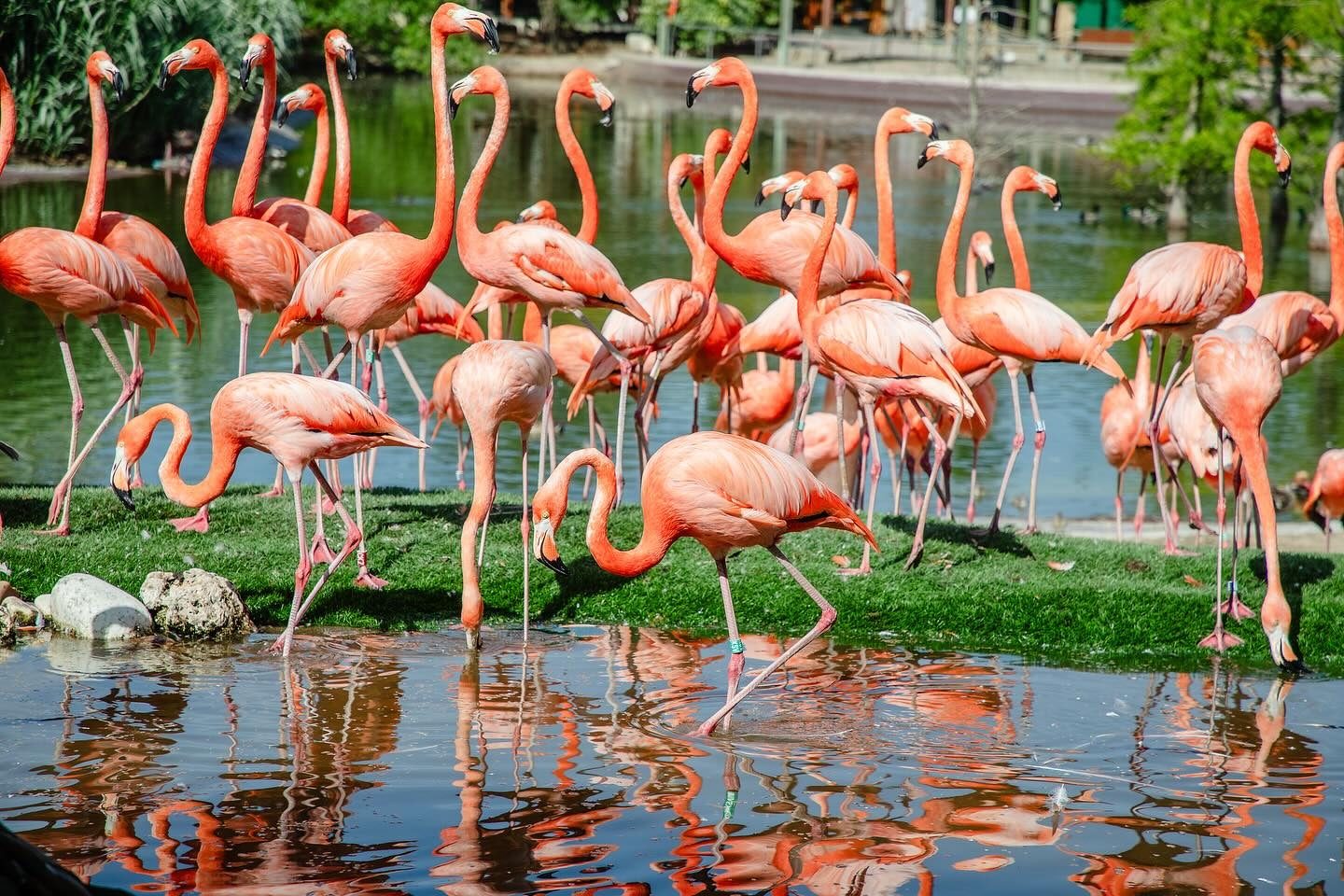 a flock of flamingos at Faunia Madrid