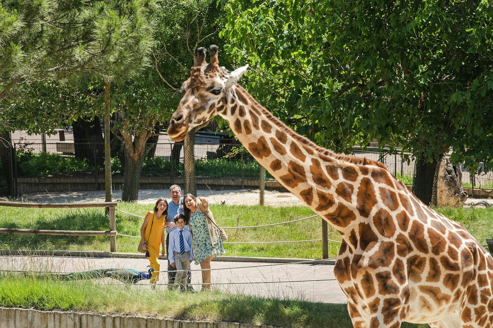 a family enjoying a visit to the giraffes in the Madrid Zoo